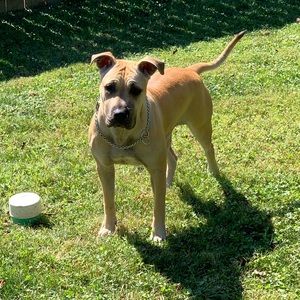 Meet your Posher, Josh